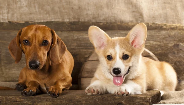 Валлийский корги французский щенок и — стоковое фото