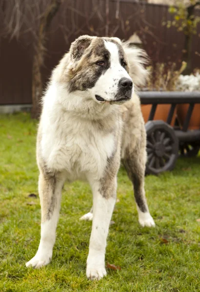 Central Asian Shepherd Dog — Stock Photo, Image