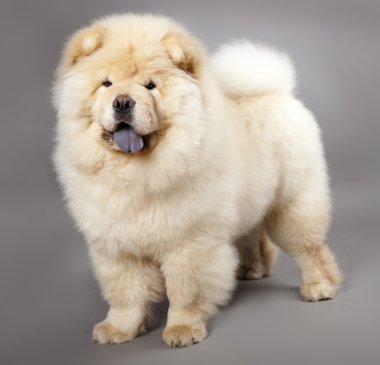 Chow chow clipart