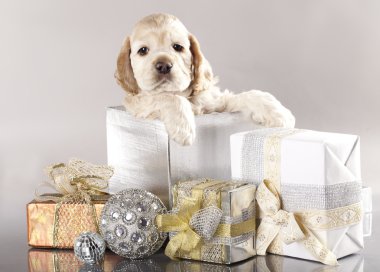 Cocker Spaniel puppy and gifts clipart