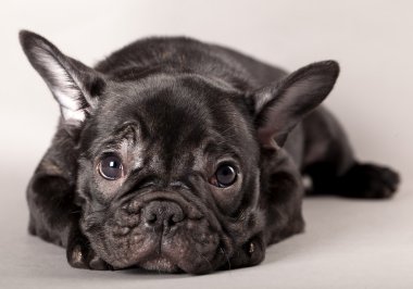 French bulldog puppy clipart