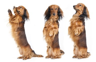 Dachshund begs clipart