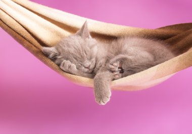 Sleeping kitten clipart