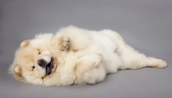 Chow chow — Stock Photo, Image