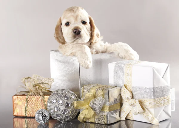 Cocker Spaniel cachorro y regalos — Foto de Stock