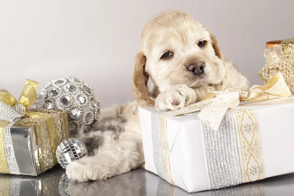 Cocker Spaniel puppy and gifts — Stock Photo, Image