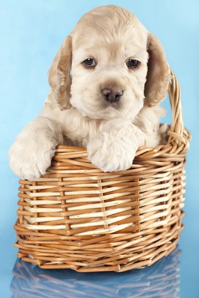 Cãozinho Cocker Spaniel — Fotografia de Stock