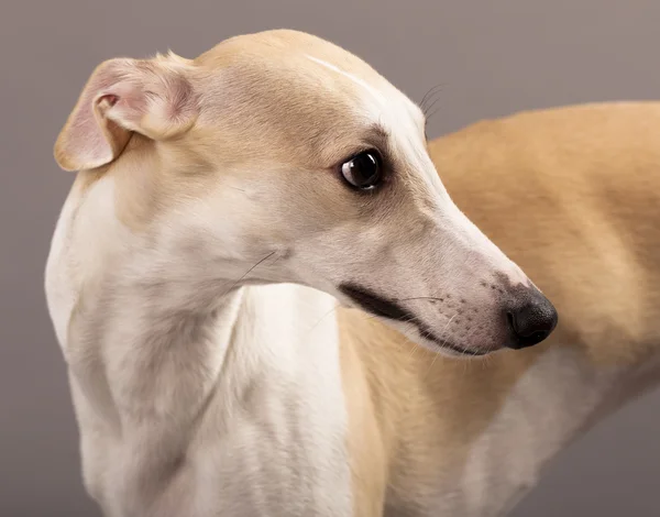 純血種の犬 — ストック写真