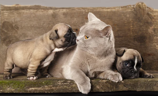 Fransız Bulldog yavru ve İngiliz kedi — Stok fotoğraf