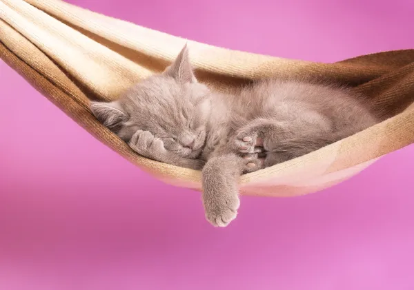 Gatito dormido — Foto de Stock