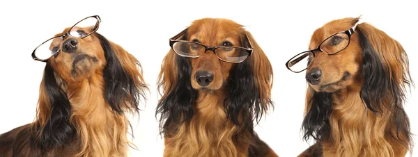 Собака в окулярах — стокове фото