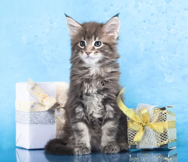 Kitten and gift — Stock Photo, Image
