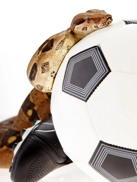 Έννοια του ποδοσφαίρου, το ποδόσφαιρο και φίδι — Φωτογραφία Αρχείου
