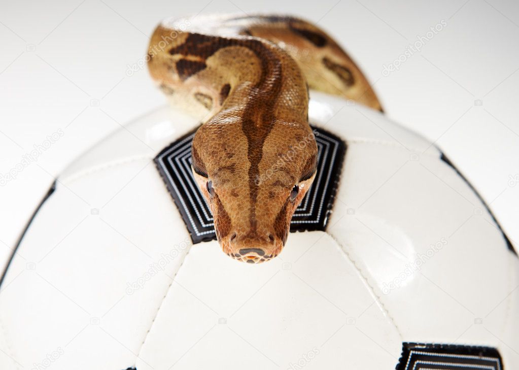 Soccer concept , football and snake
