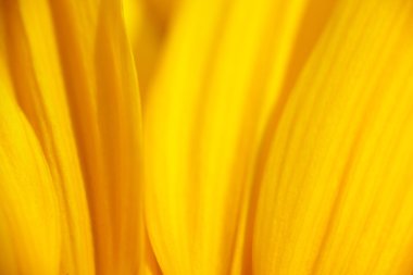 sarı çiçek arka plan