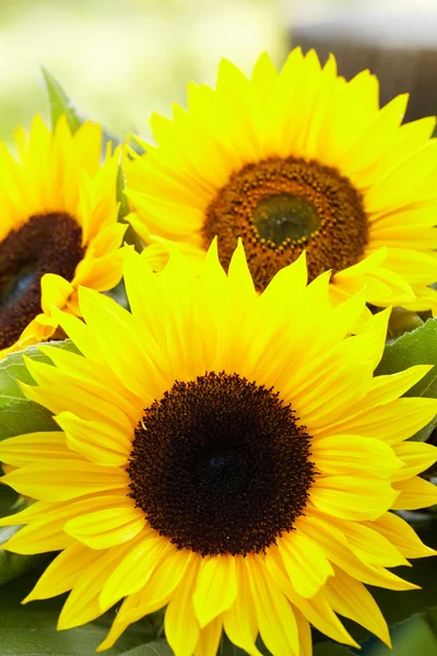 Fondo flores amarillas — Foto de Stock