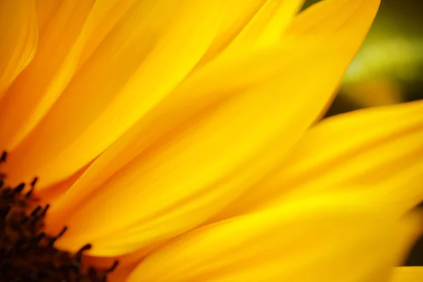 Fondo flores amarillas —  Fotos de Stock