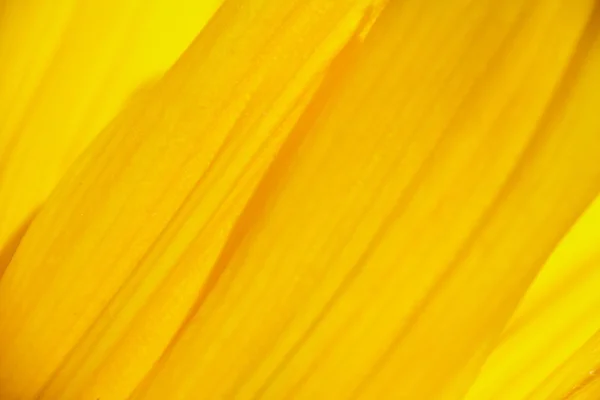 Kwiaty żółte tło — Zdjęcie stockowe