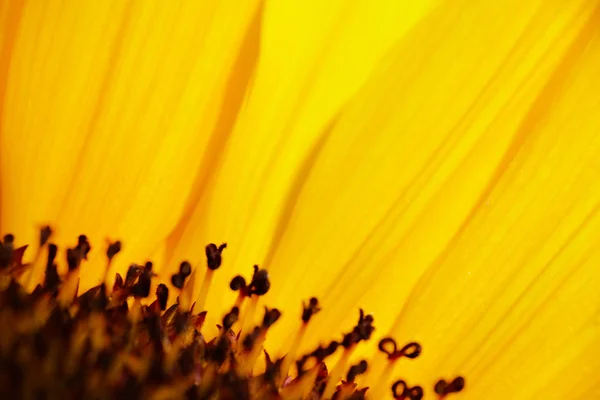 stock image Yellow flowers background