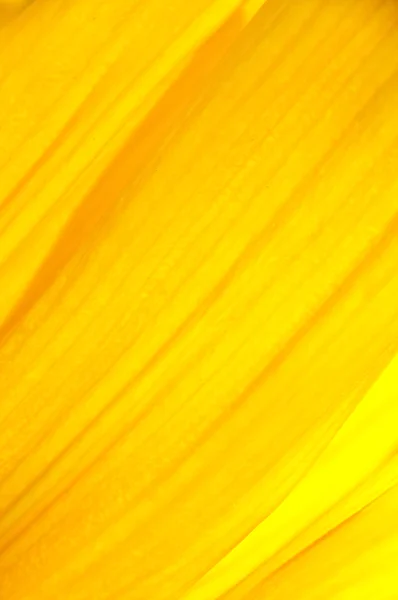 Gele bloemen achtergrond — Stockfoto
