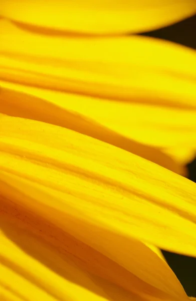 Gele bloemen achtergrond — Stockfoto