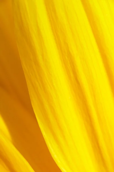 Fond fleurs jaunes — Photo