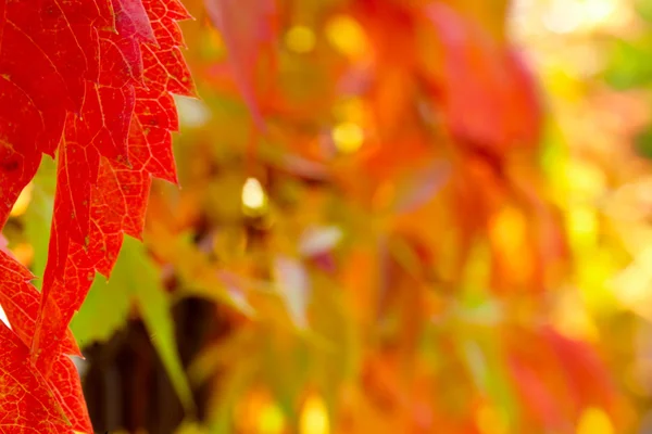 Červené a zelené podzimní listí pozadí — Stock fotografie