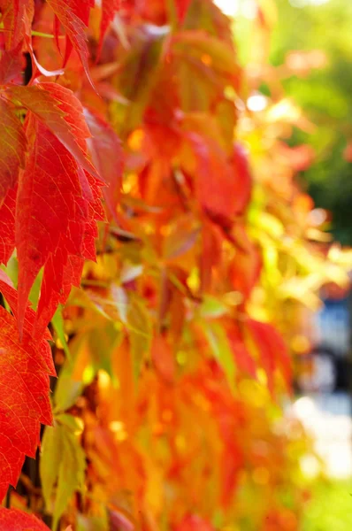 Rosso e verde autunno foglie sfondo — Foto Stock