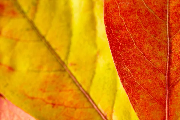 Herbstblätter über hölzernem Hintergrund. — Stockfoto