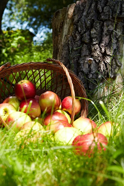 Apple in garden — Stock Photo, Image