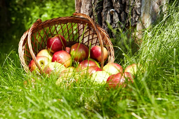 Яблоко в саду — стоковое фото