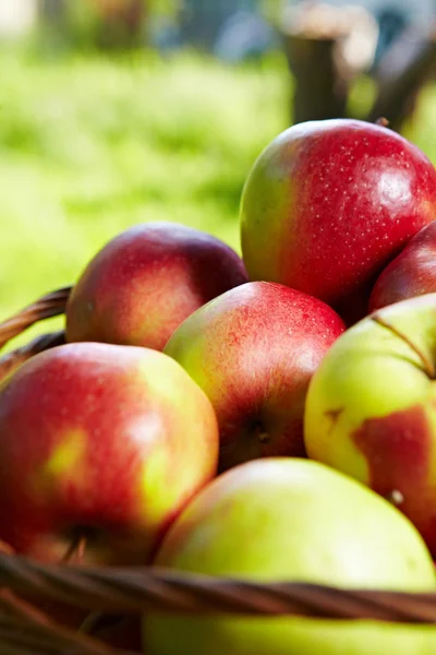 庭のリンゴ — ストック写真