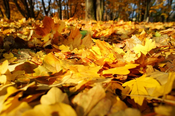 Fundo colorido de folhas de outono caídas — Fotografia de Stock