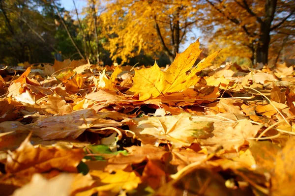 Sfondo colorato di foglie cadute autunno — Foto Stock