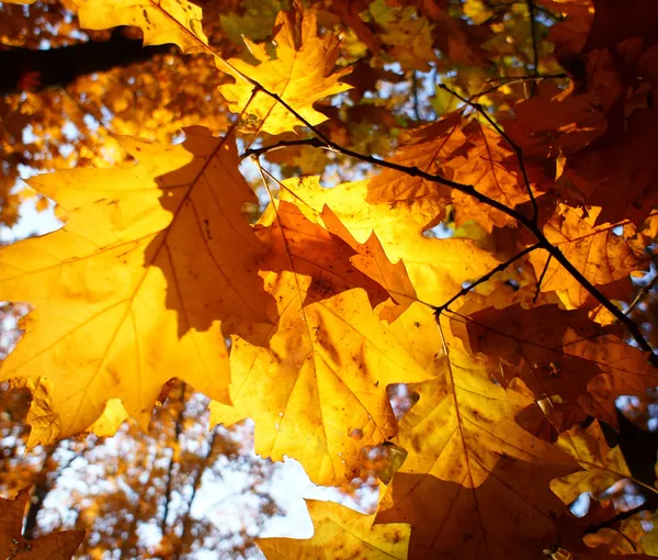 Цветной фон опавших осенних листьев — стоковое фото