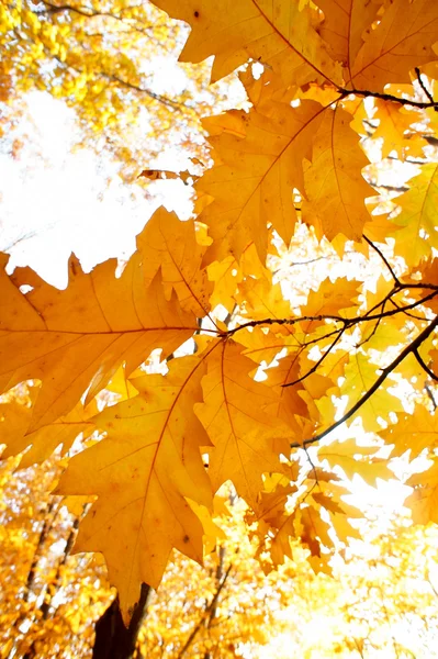 Kolorowe tło opadłych jesiennych liści — Zdjęcie stockowe