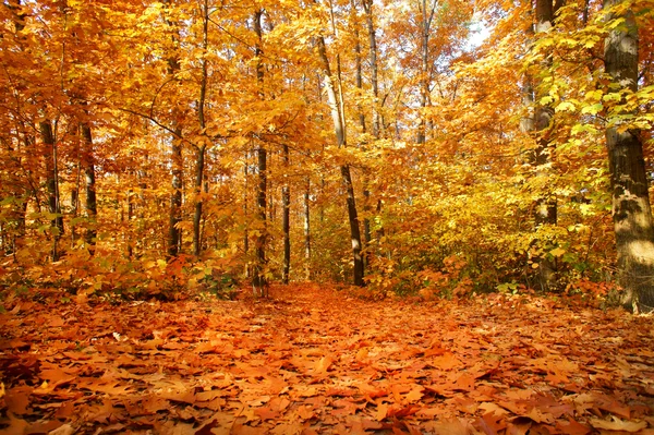 Kleurrijke achtergrond van gevallen herfstbladeren — Stockfoto