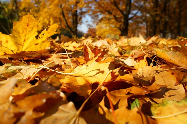 Bunte Hintergrund der gefallenen Herbstblätter — Stockfoto