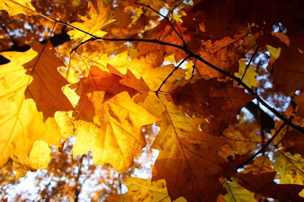 Kolorowe tło opadłych jesiennych liści — Zdjęcie stockowe