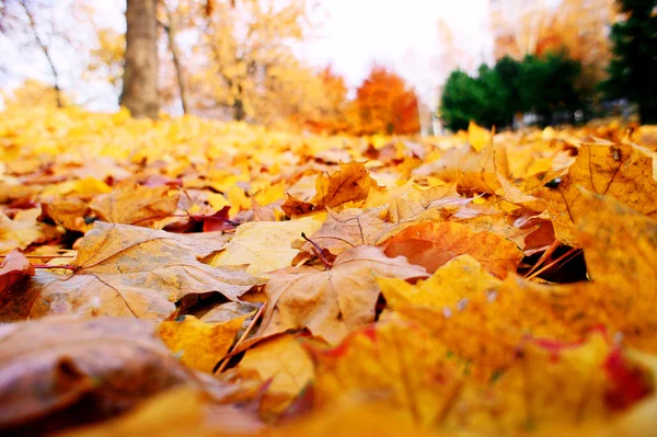 Pestré podzimní pozadí je vyroben z javorového listí. — Stock fotografie