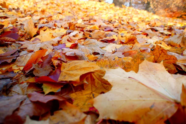 多彩的秋天背景作出的枫叶. — 图库照片