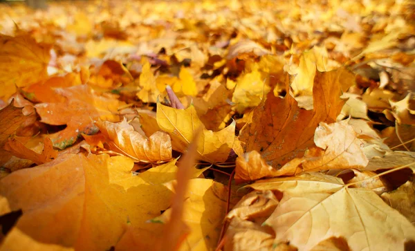 Der farbenfrohe Herbsthintergrund besteht aus Ahornblättern. — Stockfoto