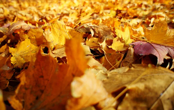 Der farbenfrohe Herbsthintergrund besteht aus Ahornblättern. — Stockfoto