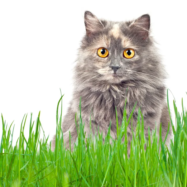 Gato en una hierba verde —  Fotos de Stock