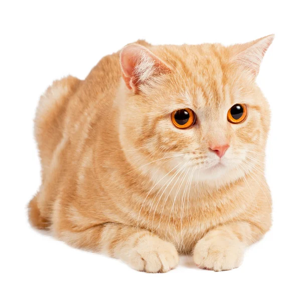 Rote Schottische Katze — Stockfoto