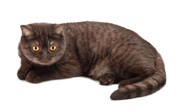 British chocolate cat — Stock Photo, Image