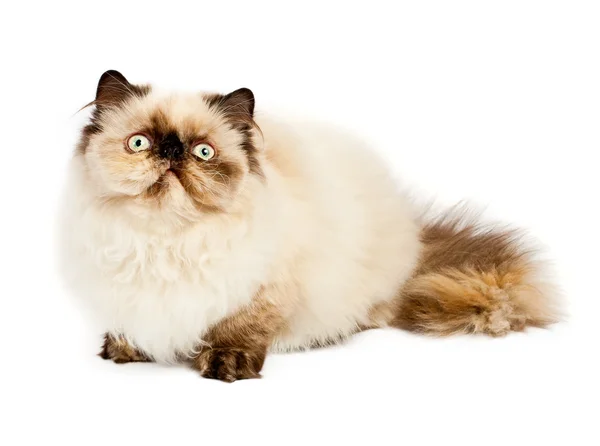 Krém Perzsa macska — Stock Fotó
