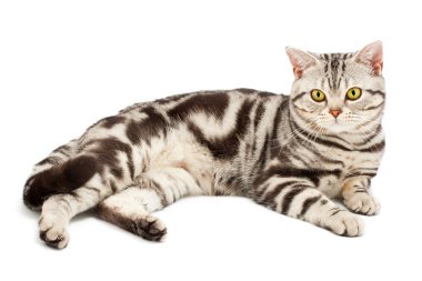 American Shorthair cat clipart