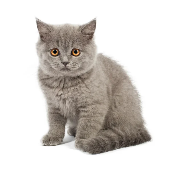 イギリスの子猫 — ストック写真