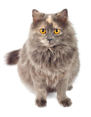 Gray cat clipart